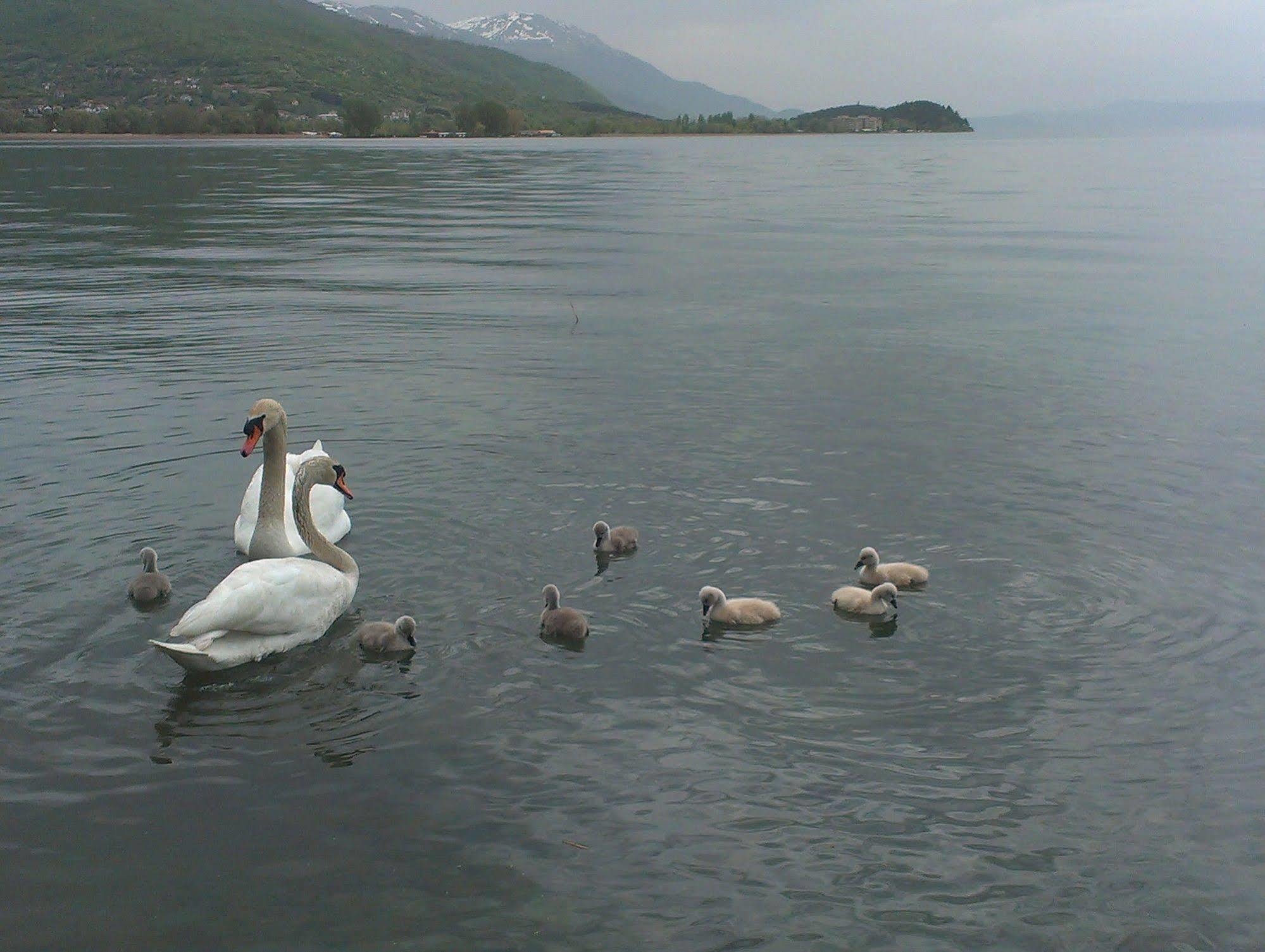 Vila Kosta City Center Port Ohri Dış mekan fotoğraf